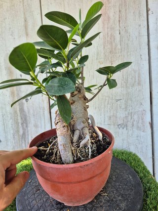 Ficus Australis Rubiginosa 314 oferta hasta 5oct