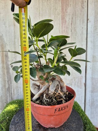 Ficus Australis Rubiginosa 314 oferta hasta 5oct
