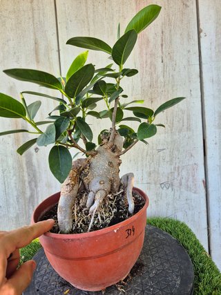 Ficus Australis Rubiginosa 314 oferta hasta 5oct