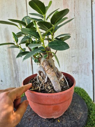 Ficus Australis Rubiginosa 314 oferta hasta 5oct