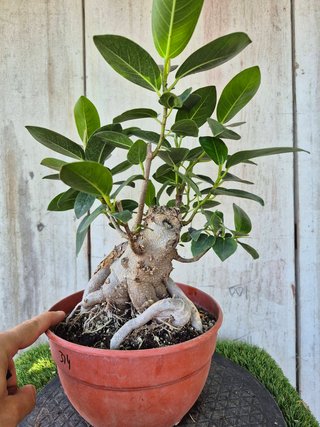 Ficus Australis Rubiginosa 314 oferta hasta 5oct