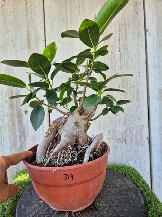 Ficus Australis Rubiginosa 314 oferta hasta 5oct