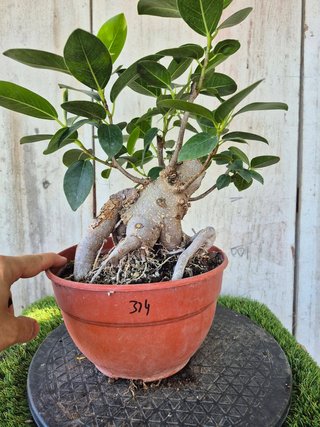 Ficus Australis Rubiginosa 314 oferta hasta 5oct
