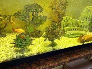 Pecera de 300 Litros con Mueble