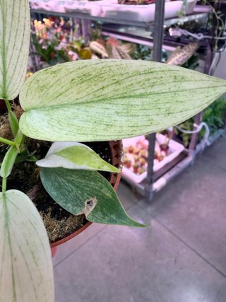 Philodendron Florida Ghost