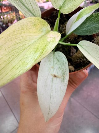Philodendron Florida Ghost