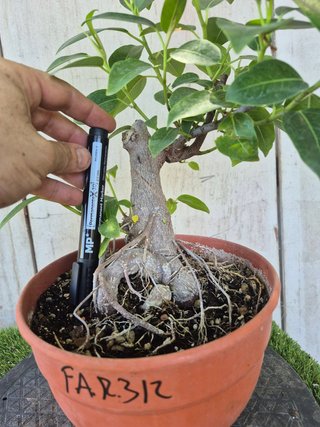 Ficus Australis Rubiginosa 312 oferta hasta 5 oct