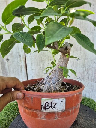 Ficus Australis Rubiginosa 312 oferta hasta 5 oct