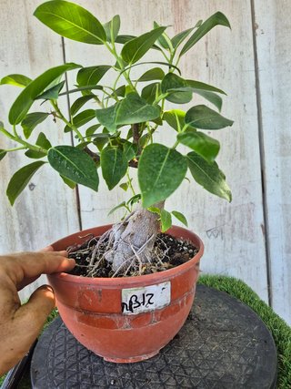 Ficus Australis Rubiginosa 312 oferta hasta 5 oct