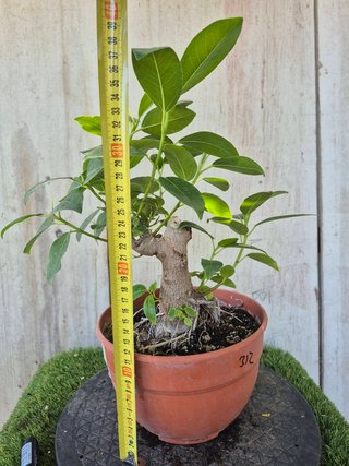Ficus Australis Rubiginosa 312 oferta hasta 5 oct
