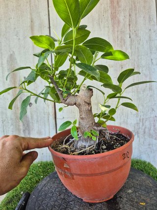 Ficus Australis Rubiginosa 312 oferta hasta 5 oct
