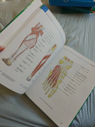 Atlas de anatomia
