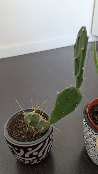 Lote Aloe Vera y Cactus con Macetas
