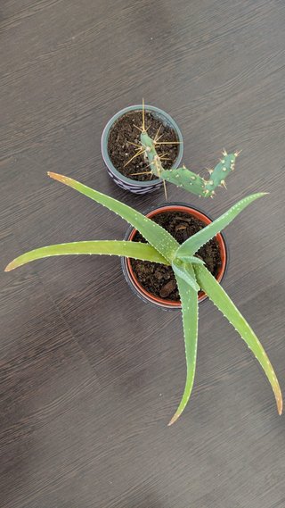 Lote Aloe Vera y Cactus con Macetas