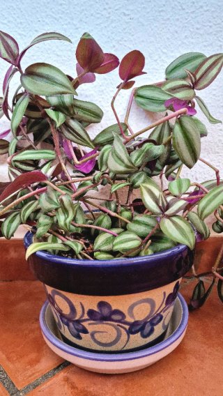 Tradescantia Tigris Frondosa