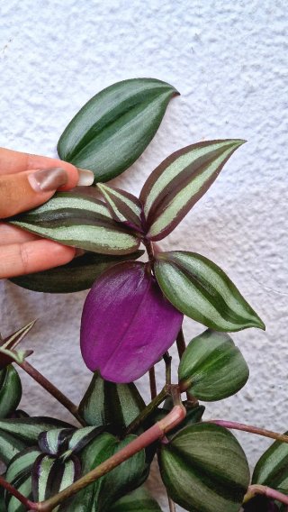 Esquejes Tradescantia Tigris