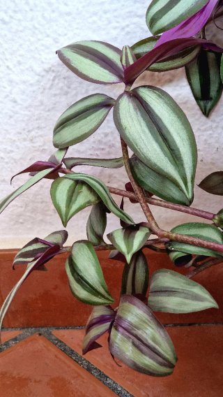 Esquejes Tradescantia Tigris