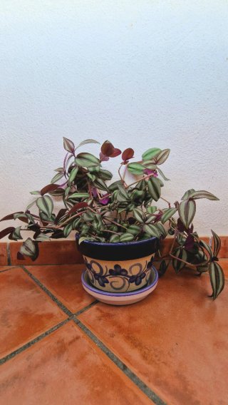 Esquejes Tradescantia Tigris
