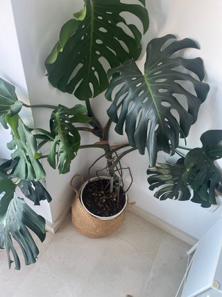 Planta Monstera Deliciosa