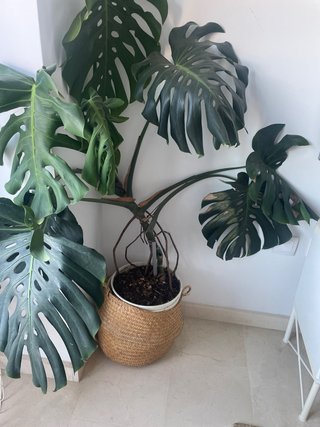 Planta Monstera Deliciosa