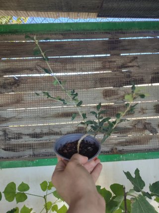 Pre Bonsai Olivo