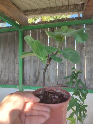 Pre Bonsai Higuera