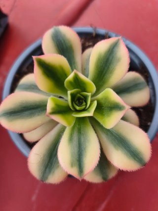 Aeonium Florence 10.5cm