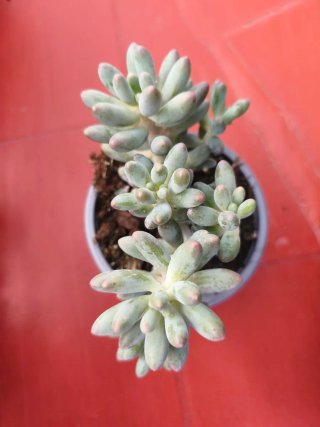 Pachyphytum machucae baby finger 10.5cm