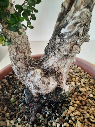 Bonsái de Mirto