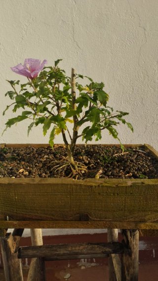 Bonsái Hibiscus Hawaiano