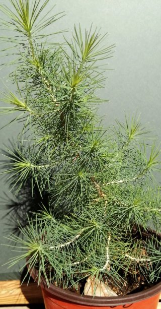 Pino Valsain pre bonsai