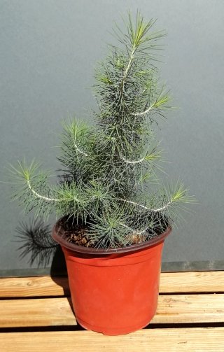 Pino Valsain pre bonsai