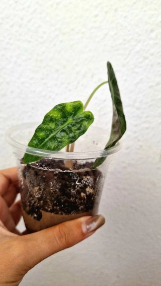 Brotes Alocasia Polly/Amazónica
