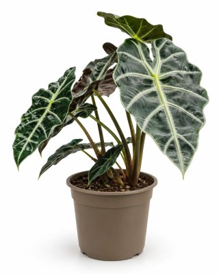 Brotes Alocasia Polly/Amazónica