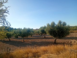 Finca de olivos