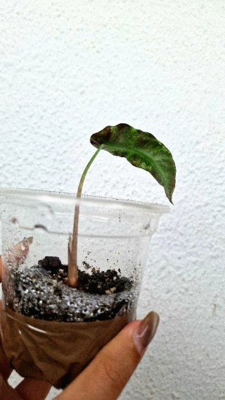 Brote Alocasia Polly/Amazonica