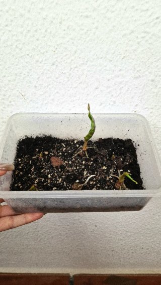 Brote Alocasia Polly/Amazonica