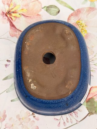 Maceta para Bonsái Azul