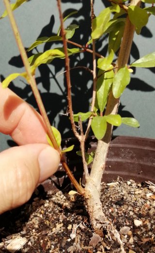 Granado pre bonsai