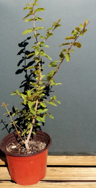 Granado pre bonsai