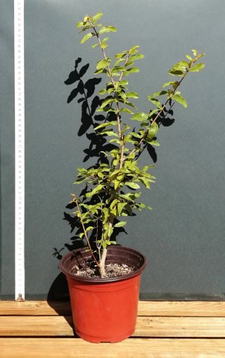 Granado pre bonsai