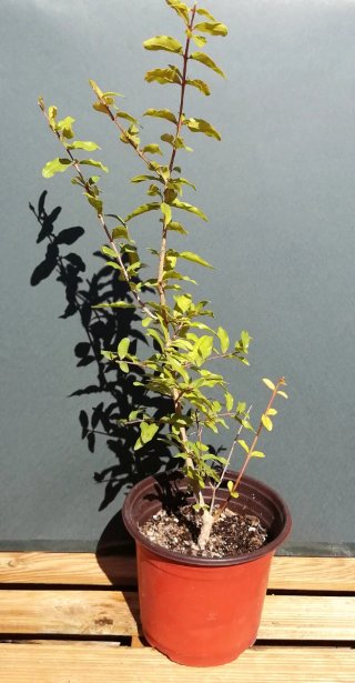 Granado pre bonsai