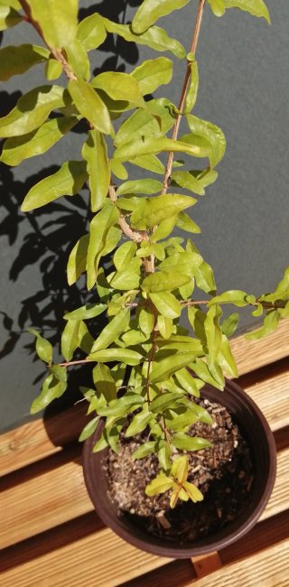 Granado pre bonsai