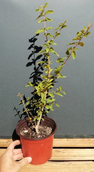 Granado pre bonsai