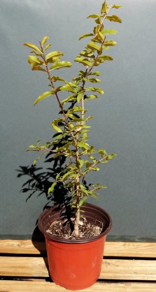 Granado pre bonsai