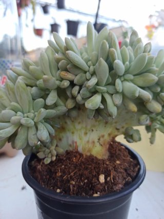 Suculentas y cactus