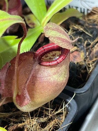 Nepenthes (mirabilis var globosa x amp) x kuchig