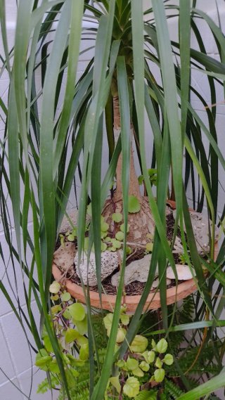 Planta Pata de Elefante (Beaucarnea)