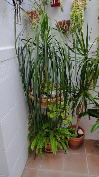 Planta Pata de Elefante (Beaucarnea)
