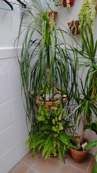 Planta Pata de Elefante (Beaucarnea)